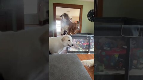 Dog Gracefully Leaves Playpen