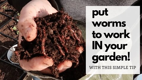 IN-BED WORM COMPOSTING: The easy way to PUT WORMS TO WORK for you IN your garden.