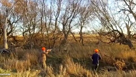 Pheasant Hunt 3 The regal bird from China. Only the male pheasant may be shot.