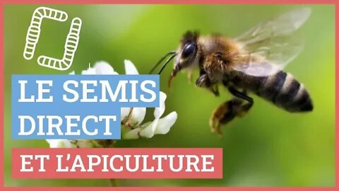 Semis direct et apiculture