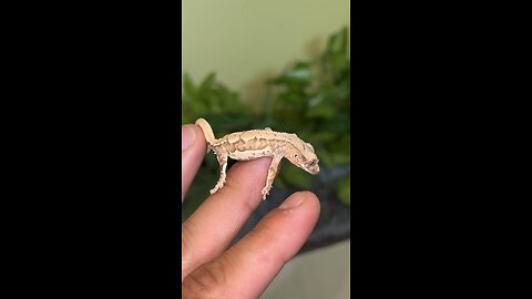 Watch this 😂🦎