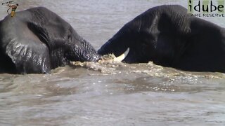 Elephants Swim In Scotia Dam