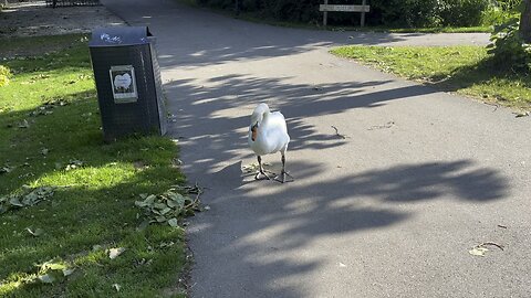 Dutch Nature