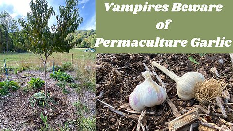Growing Garlic the Permaculture Way