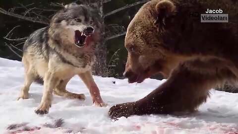 Wolves Vs Bears-Lions Vs Tigers Fighting Compilations - Best animals fight compilations