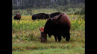 Baby Bison