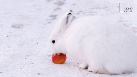 Interesting facts about Arctic Hare by weird square
