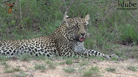 Hlab'nkunzi Female Leopard And Son, Sighting 6