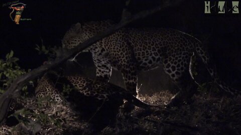 WILDlife: Leopards Busy At Night