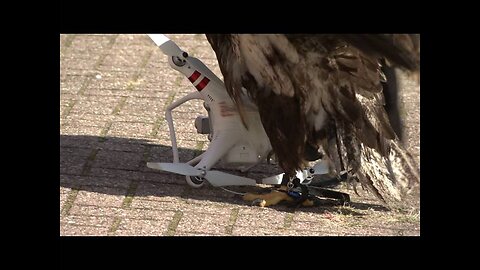 Eagles vs Drones