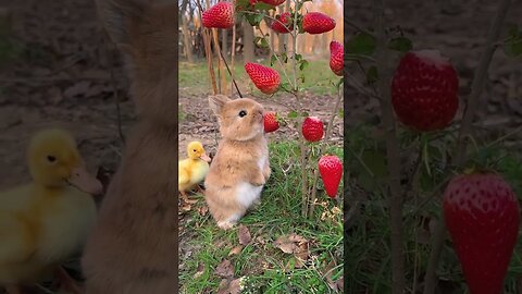 Rabbits eat strawberries