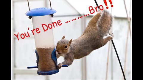 Squirrel Barricade - How To Keep Squirrels Out of Your Bird Feeders #prepperboss, #squirrels, #birds