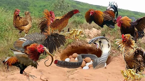 Courageous Mother Chicken Fights King Cobra, Hawk To Protect Chicks - Survival Battle
