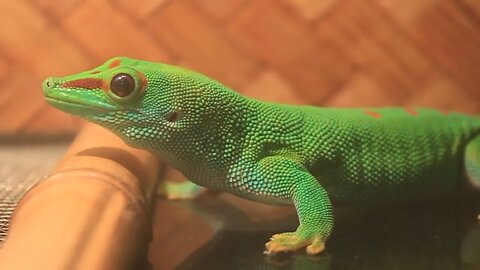 Green gecko in terrarium