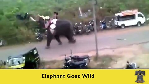 Elephant Goes Wild