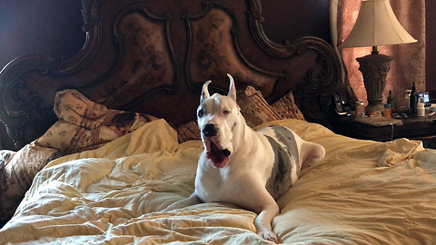 Funny Squeaky Great Dane Disagrees About Getting Out of Bed