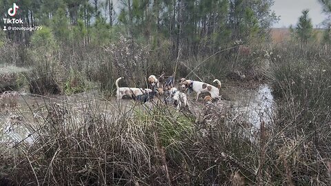 Deer Hunting with dogs