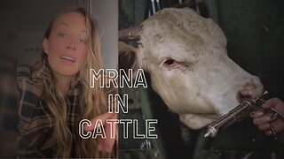 Australian Farmer Gives Update On Status Of mRNA Vaccines Being Used On Livestock