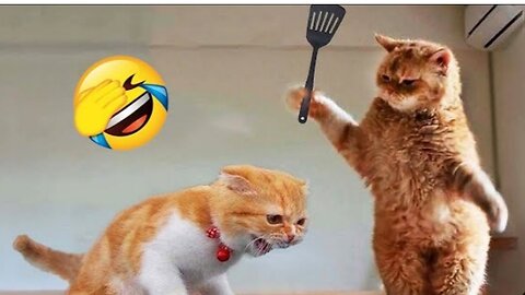 ✅😂Watch and starts your day for laugh Cat funny videos pets comedy videos fully entertainment