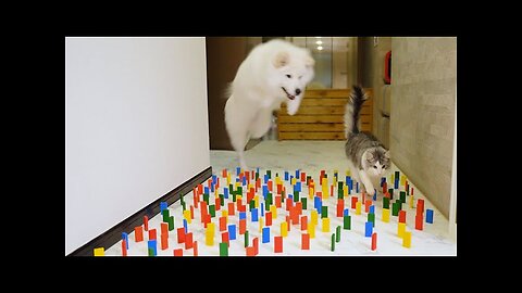 Furry Olympics: Cat vs Dog Obstacle Showdown part2