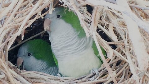 parakeet