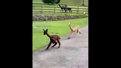 Try Not To #Laugh #Dogs & #Cats 😁 - Best #Funniest #Animals #Video #2023