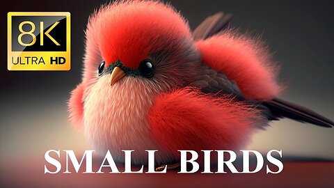 Small BIRDS 8K ULTRA HD with Names and Sounds