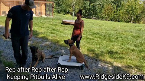 Pitbull Training - Controlling Aggression.