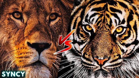 Lion Vs Tiger | Who is the Real King