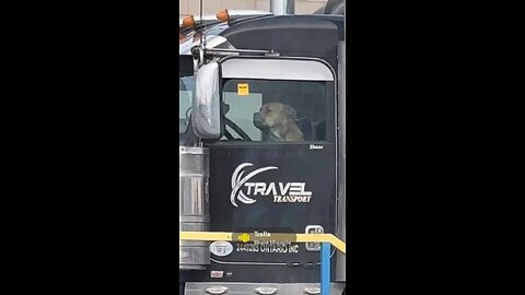 Angry dog waiting for delivery