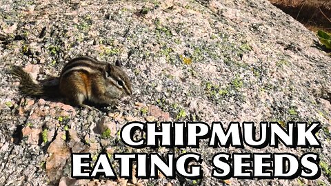 CHIPMUNK EATING SUNFLOWER SEEDS 🐿️! #chipmunk #eating #sunflower #cute #usa