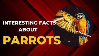 Interesting Facts About Parrots