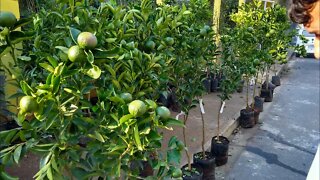 frutífera produzindo em vaso caqui africano laranja seleta pera lima e murcote l. taiti jabuticaba