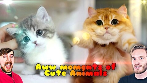 Animals funny moments