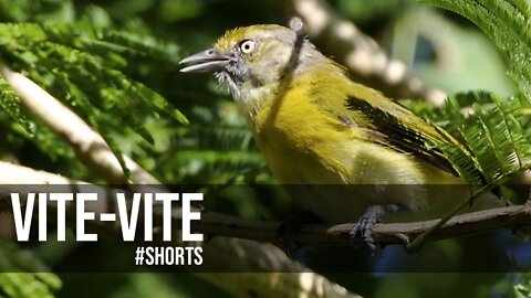 Canto do VITE-VITE [Hylophilus Thoracicus] #shorts