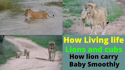 How to living life lioness and babies || Best scenes lion cubs |@Smithsonian Channel