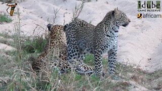 Leopard And Cub - Life Outside The Bushcamp - 41: Reunited!