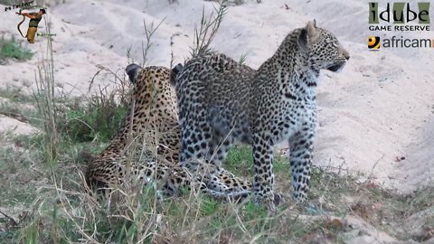 Leopard And Cub - Life Outside The Bushcamp - 41: Reunited!