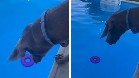Dog Watches In Despair As Toy Floats Away