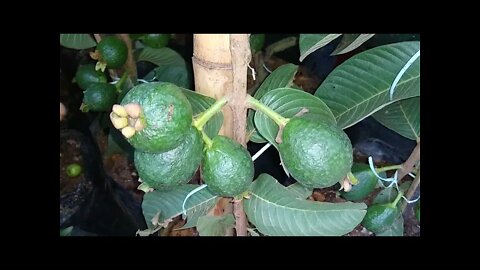 novas frutiferas produzindo em vaso fruto do milagre acerola Okinawa caqui jabuticabeira híbrida...