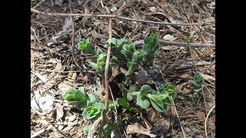 Green With Hope Stonecrop April 2023