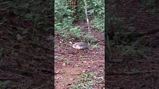 Galinha da Angola, Parque Olhos d’água, Brasília - DF