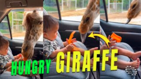Giraffe Got Its Head Inside a Car as Baby and Mom Hand Feeds It