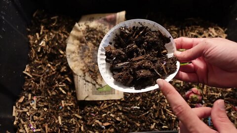 Worm Wednesday Feeding plus adding worms from bait cup.