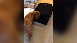 Sneaky Cat Hiding In Suitcase Keeps Dog Entertained Playing Hide And Seek For Hours