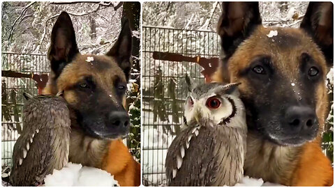 Owl and Dog are best friend 😍