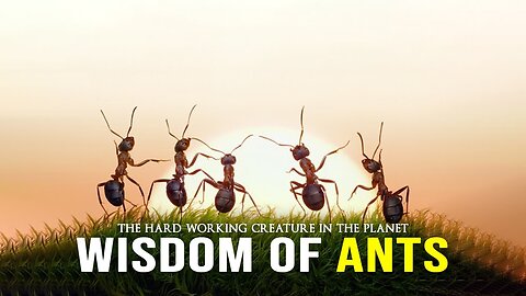 Wisdom Of The Ants - Best Motivational Video / Motivational Ispirational