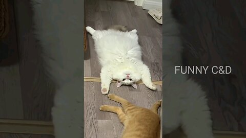 Funny Cats Video