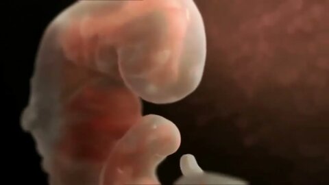 Le miracle de la vie simulation 3D d'une grossesse
