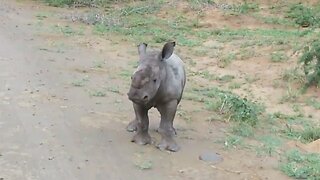 Playful Baby Rhino Loves Charging Towards Tourist Vehicles